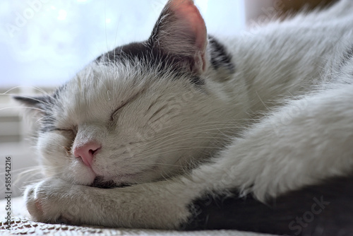 Sleeping black and white European shorthair cat against a window background.