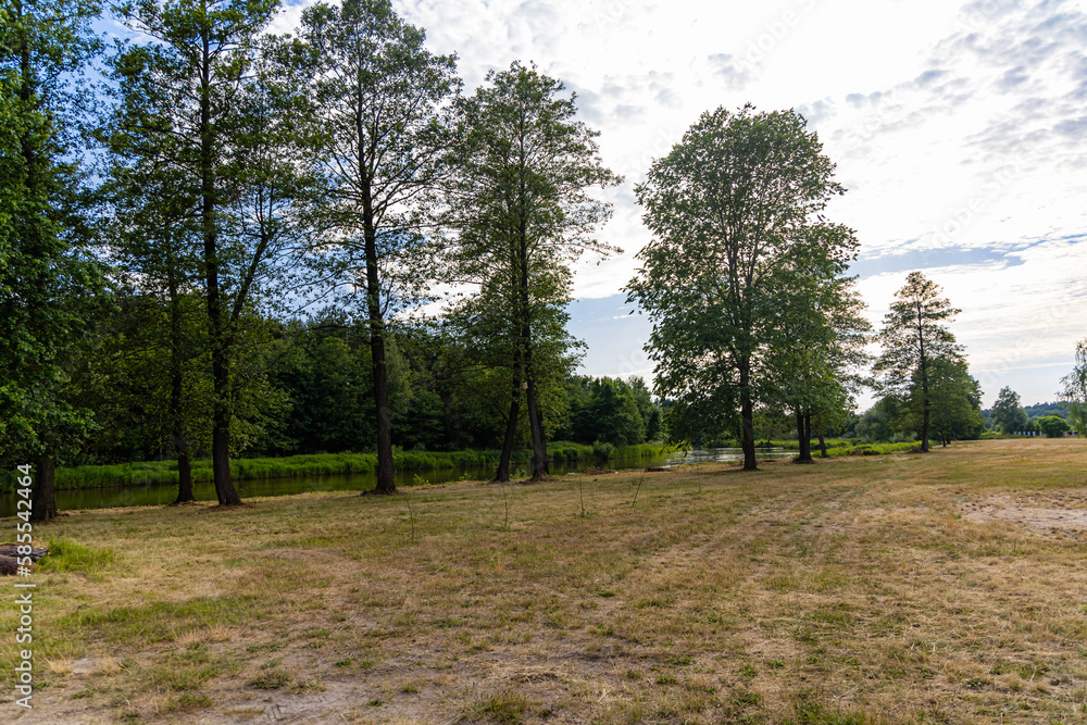 A clearing full of yellow and green grass and a few trees by the river on a sunny afternoon A clearing full of yellow and green grass and a few trees by the river on a sunny afternoon