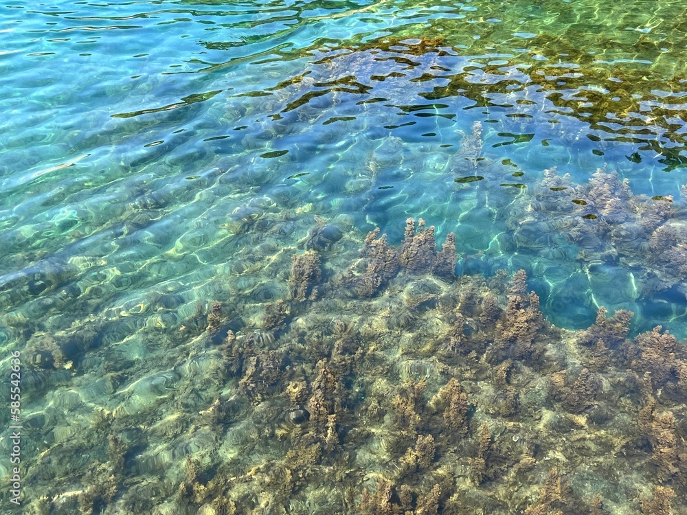 Sea water clear transparent with algae at the bottom.
