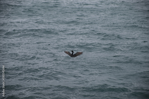 black starling in the rough sea in a clear weather