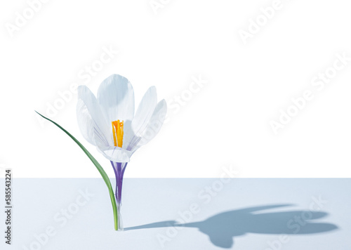 Minimal spring concept. White saffron flower on pastel gray and white background, hard shadow, copy space.