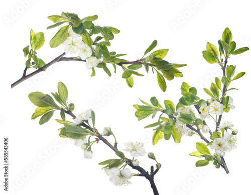 three plum lush branches with pure white flowers
