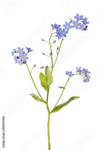 blue fine light forget-me-not blooms on three stems © Alexander Potapov