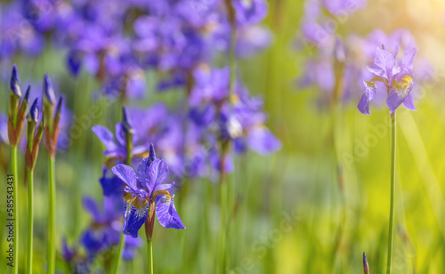 blue iris flowers in sunny green grass