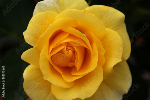 Yellow Rose Closeup