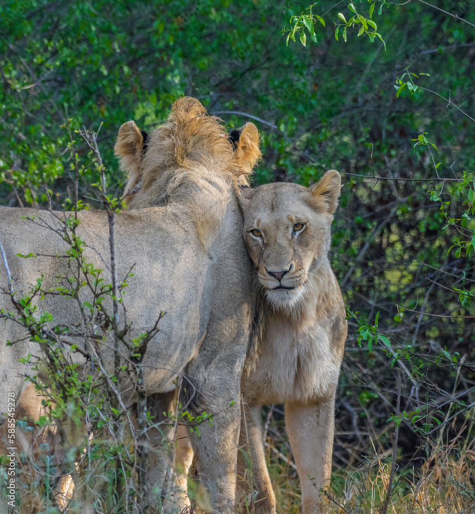 Lion during African safari in Kruger national park
