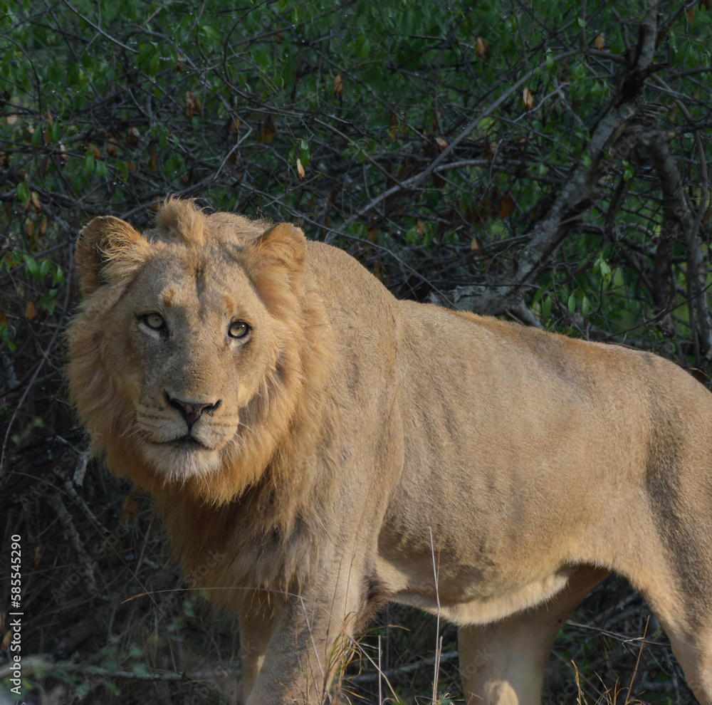 Lion during African safari in Kruger national park Lion during African safari in Kruger national park