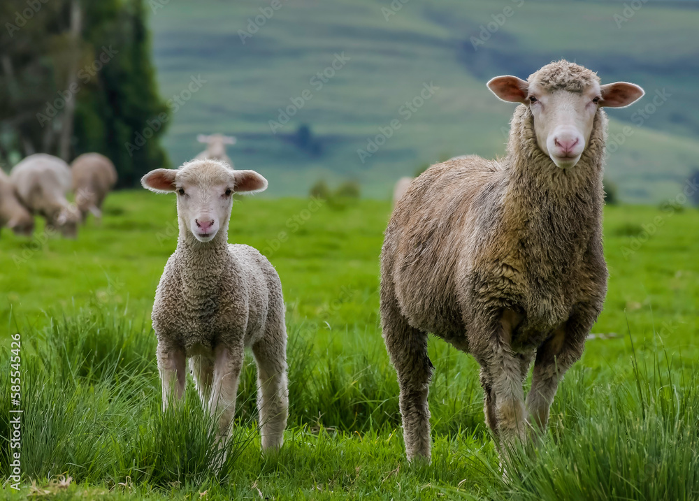 Merino sheep farm pasture land in midlands meander KZN South Africa