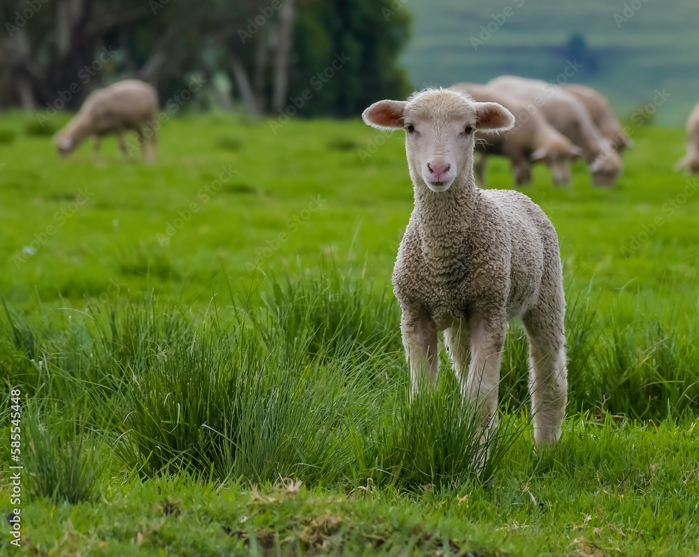 Merino sheep farm pasture land in midlands meander KZN South Africa Merino sheep farm pasture land in midlands meander KZN South Africa