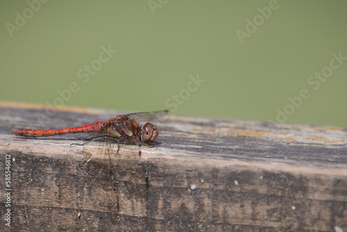 Ruddy darter dragonfly (Sympetrum sanguineum) sitting on a fence photo