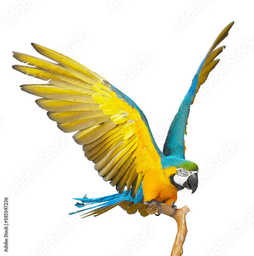 Parrot on white background photo