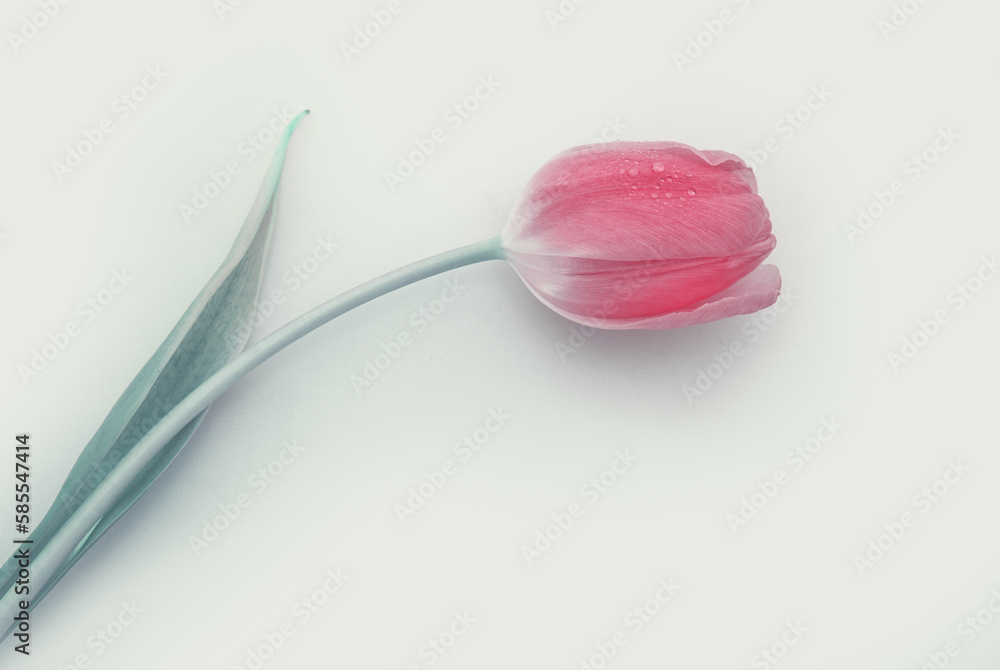 Pink tulip with water drops isolated on white background. Pink tulip with water drops isolated on white background.