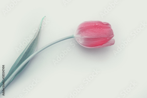 Pink tulip with water drops isolated on white background.