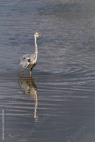 Portrait of a grey heron (Ardea cinerea) with reflection photo