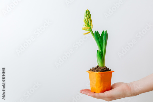 Woman's hand holding hyacinth in orange pot on white background
