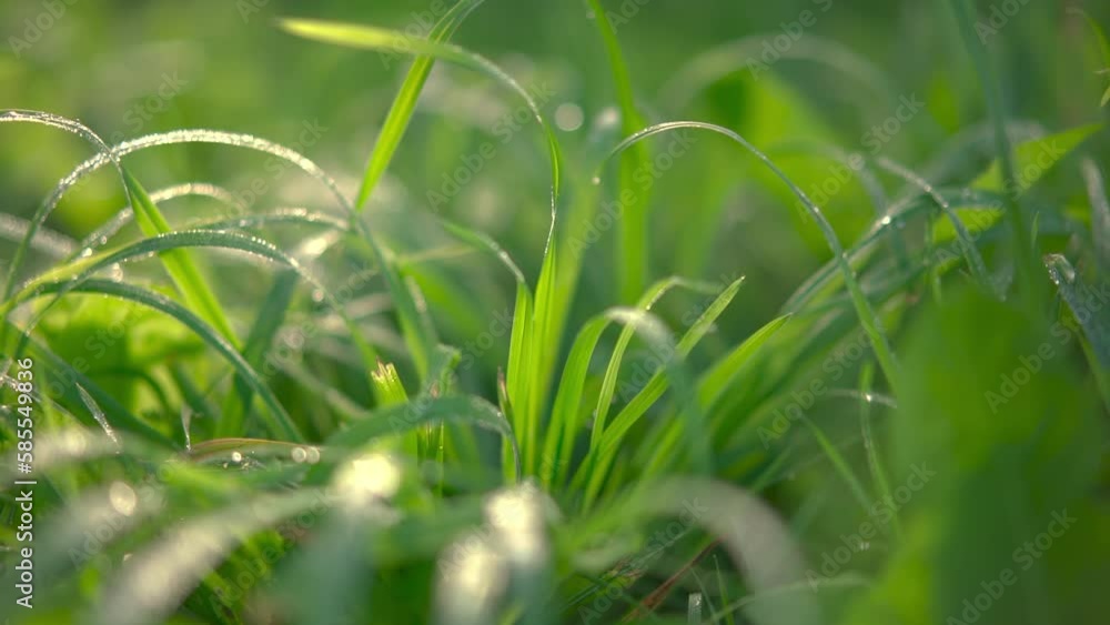 Close up of green summer grass with dew drops sparkling in the morning sun sway in lite wind. Summer concept. Close up of green summer grass with dew drops sparkling in the morning sun sway in lite wind. Summer concept.