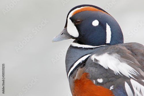 Harlequin Duck (Histrionicus histrionicus) male on rock, Barnegat Jetty, New Jersey