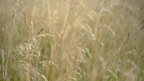 Close up of wild dry yellow cereal grass sway on wind in slow motion.
