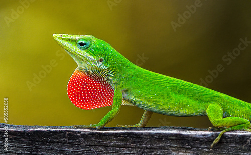 Wild Green Anole - Anolis carolinensis - showing off his red dewlap.  Large adult male on top of wood fence. Florida native