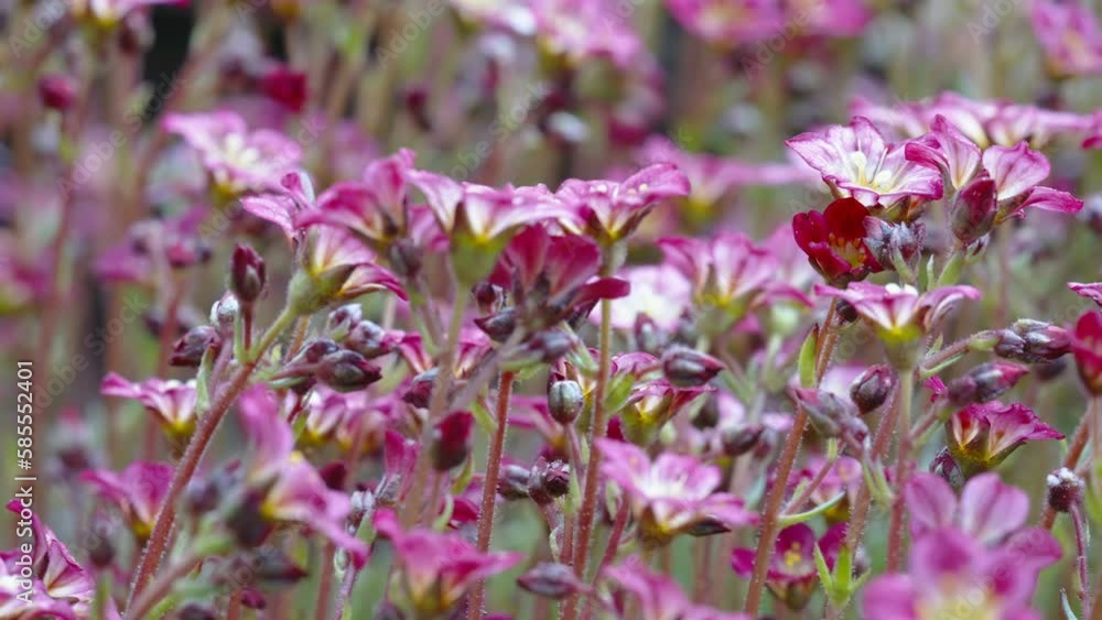 The pink color saxifrage flower in the garden blooming on the spring season in Estonia The pink color saxifrage flower in the garden blooming on the spring season in Estonia