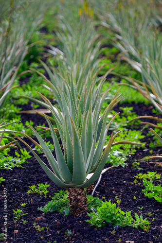 Aloe vera plantation, cultivation of aloe vera, healthy plant used for medicine, cosmetics, skin care, decoration © barmalini