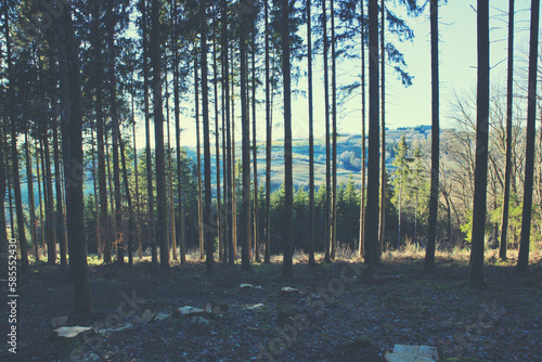 Beautiful spring forest with bright sunlight in the fog.