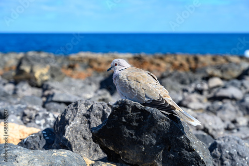 Wild dove bird sits on dark lava stones on Fuerteventura, Canary Islands, Spain