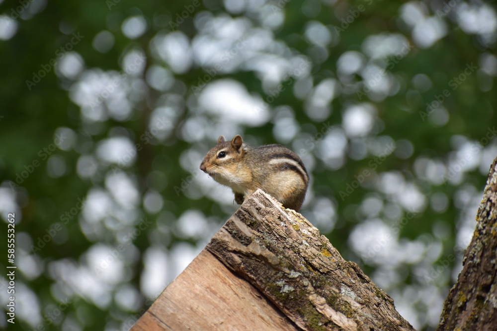 Chipmunk on a log Chipmunk on a log