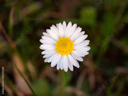 daisy flower top view on the grass