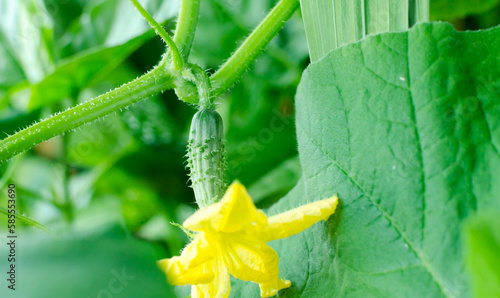 growing green cucumber with flower