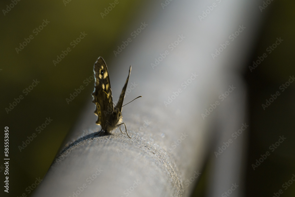 Spekled wood butterfly (Parage aegeria) on a metal gate Spekled wood butterfly (Parage aegeria) on a metal gate