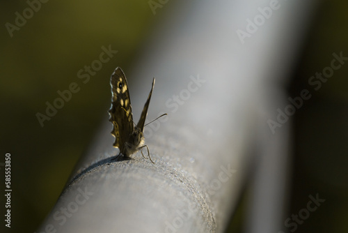 Spekled wood butterfly (Parage aegeria) on a metal gate © Claire Haskins