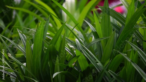 Pandanus amaryllifolius (Indonesian called pandan wangi) with a natural background. Indonesian use it to give food with special aroma photo