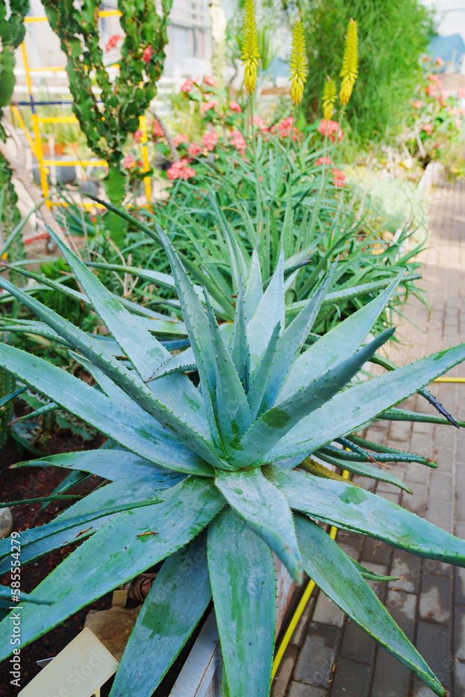 Obraz premium large aloe. exotic plants grown in a large greenhouse of the botanical garden. 
