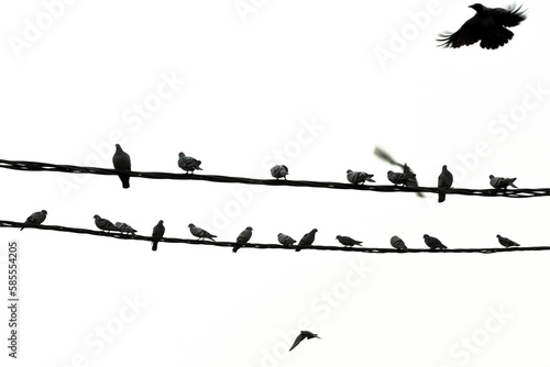 birds on wire