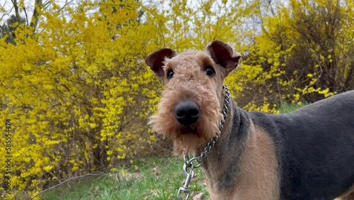 Airedale Terrier Dog with Collar in Spring Nature. Cute Alert Bingley Terrier Outside with Yellow Bush in the Background. photo