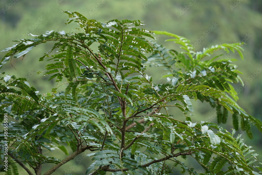 Obraz premium Sato leaves (Parkia speciosa, Parkia speciosa, petai, pete, twisted cluster bean, stinky bean) with natural background. Petai is one of the exotic fruit which special strong aroma from Indonesia.