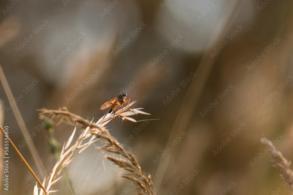 Snipe fly (Rhagio tringarius) on grass seed head