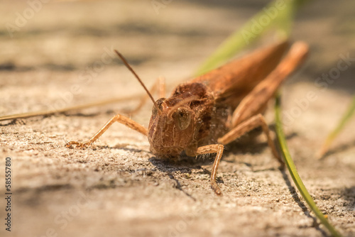 Common field grasshopper (Chorthippus brunneus) on a fence post photo