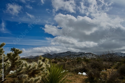 Joshua Tree