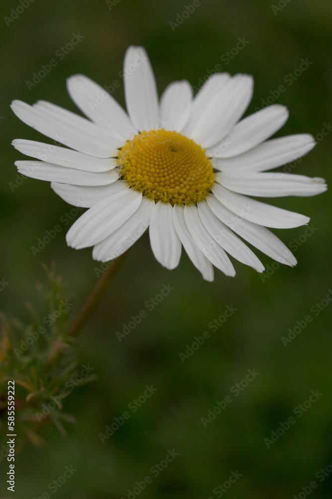 Ox eye daisy flower (Leucanthermum vulgare) Ox eye daisy flower (Leucanthermum vulgare)