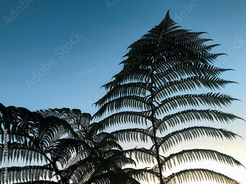 new zealand fern