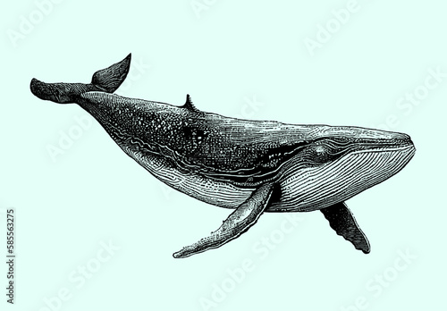 Big whale isolated on a blue background, sketch, engraving, big whale, sperm whale. Vector