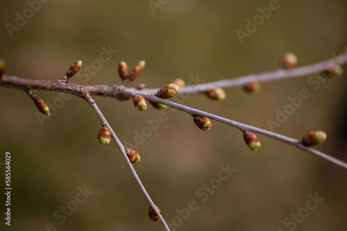 buds of tree plants on a branch in spring