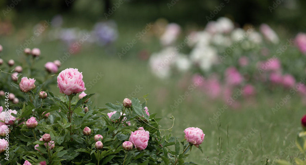 Fresh peonies in the garden. Fresh peonies in the garden.