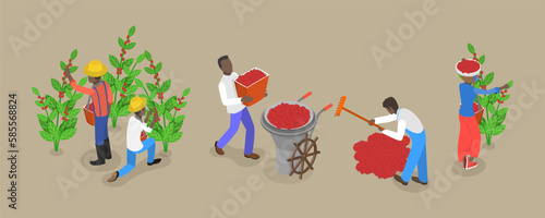 3D Isometric Flat Vector Conceptual Illustration of Coffee Plantation, Picking Harvesting Ripe Berries