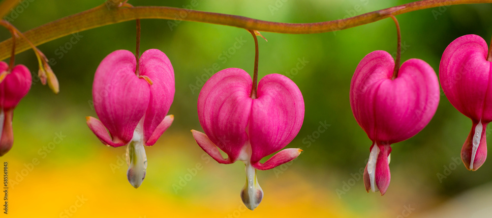 close-up of a heart shaped flower for background close-up of a heart shaped flower for background
