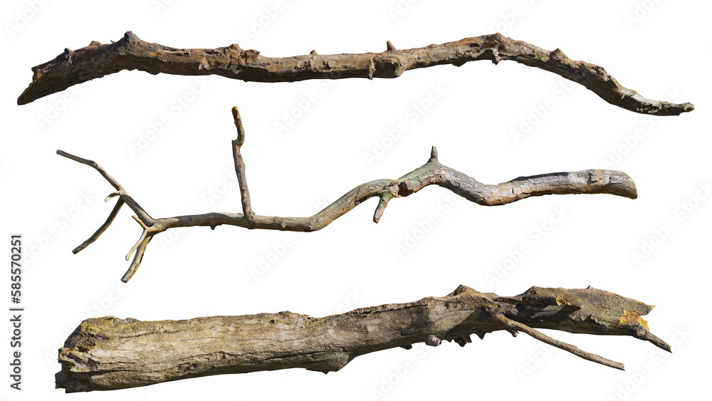 trees from above, collection of lush plants isolated on transparent background