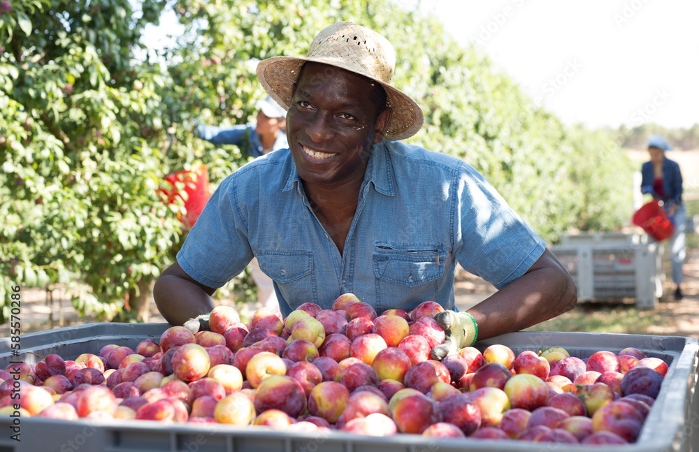 Fototapeta premium Cheerful young adult man farmer posing with freshly picked plums in big crate at orchard, proud of good harvest