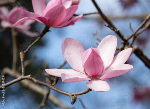 Close up of beautiful pink flowers of the Magnolia Campbellii tree  photographed in the RHS Wisley garden  Surrey UK.